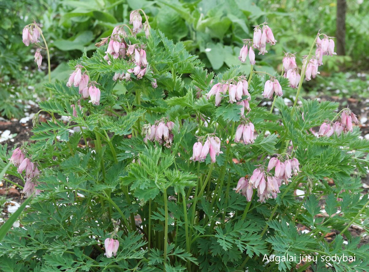Auskarėliai (Dicentra) 'Amore Pink' Augalai iki 60cm. Parduotuvė