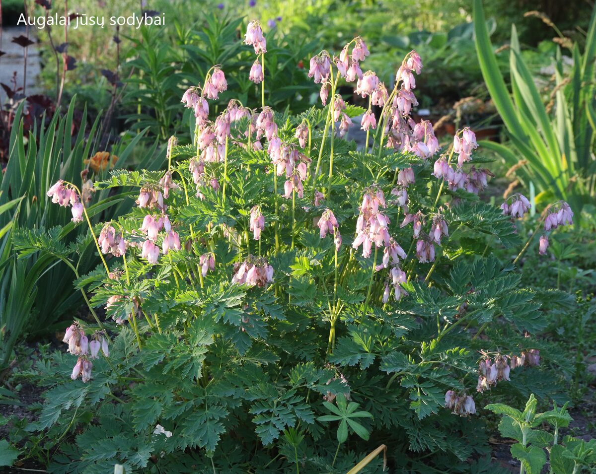 Auskarėliai (Dicentra) 'Amore Pink' Augalai iki 60cm. Parduotuvė