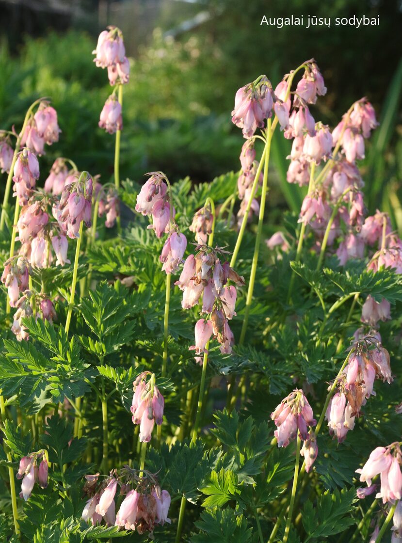Auskarėliai (Dicentra) 'Amore Pink' Augalai iki 60cm. Parduotuvė