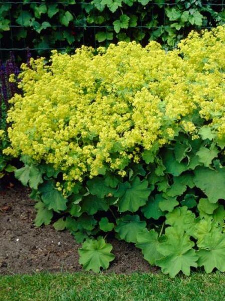 Alchemilla mollis robustica описание