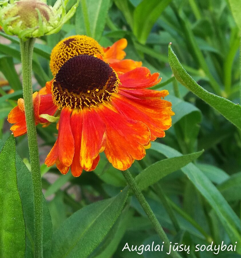 Saulainė Helenium Mardi Gras Saulainės Parduotuvė Augalai