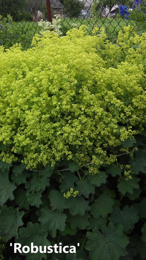 Alchemilla mollis robustica описание