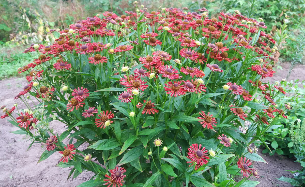 Saulainė Helenium Siesta Saulainės Parduotuvė Augalai Jūsų