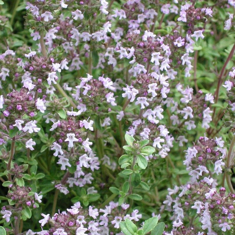 Vaistinis čiobrelis (Thymus vulgaris) Čiobreliai