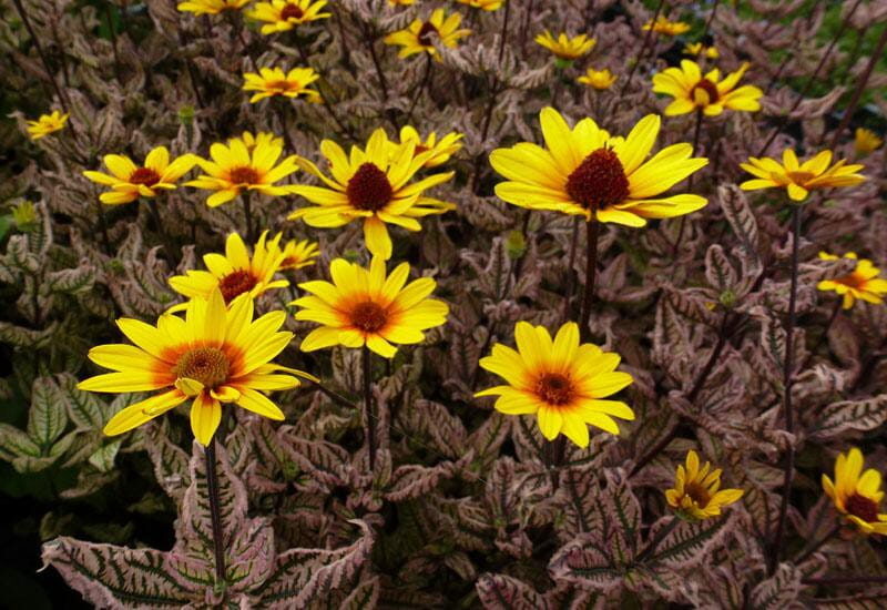 Šiurkštusis saulakis (Heliopsis helianthoides) ‘Summer Pink