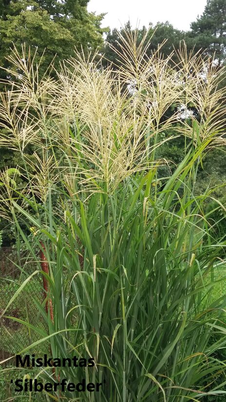 Kininis miskantas (Miscanthus sinensis) 'Silberfeder'