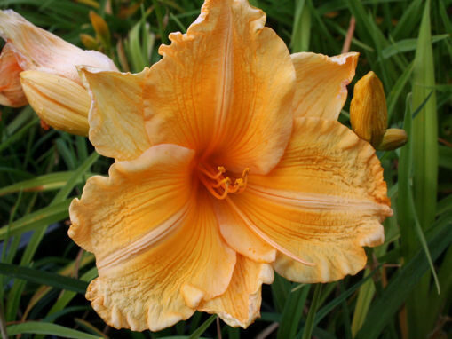 Viendienė (Hemerocallis) 'Orange Velvet'