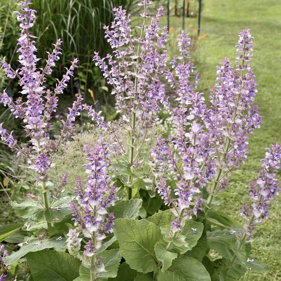 Kvapusis šalavijas (Salvia sclarea)