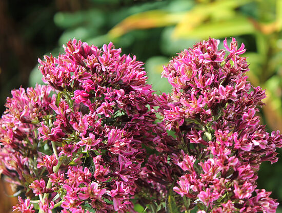 Flioksas (Phlox paniculata) 'Natural Feelings'