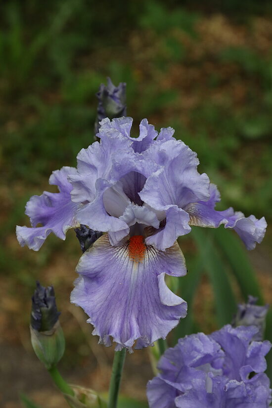 Vilkdalgis (Iris, TB) 'No Place Like Home'