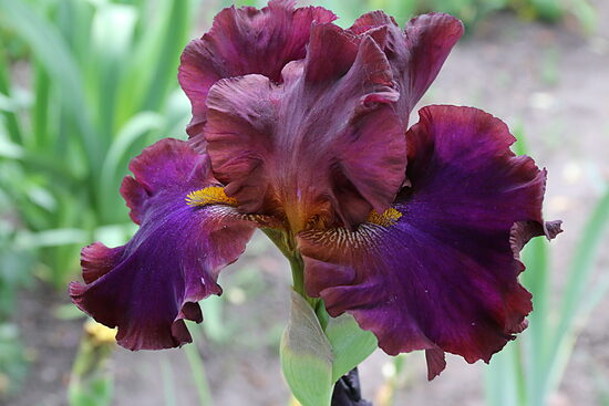 Vilkdalgis (Iris) 'Mėnulio Šviesa'