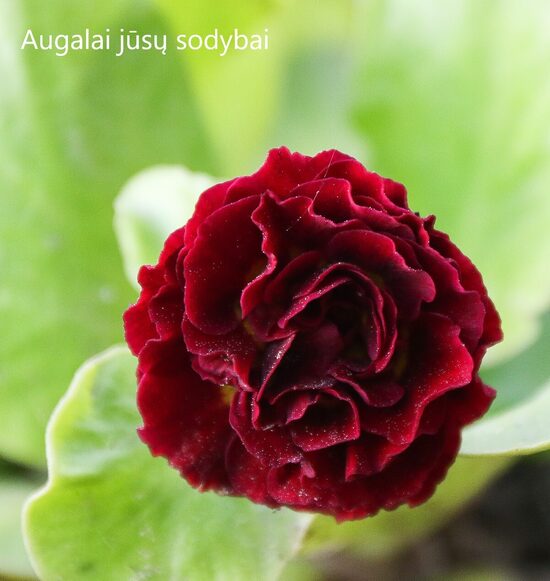 Raktažolė (Primula auricula) nr.8