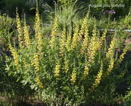 Barškė (Baptisia) 'Solar Flare'