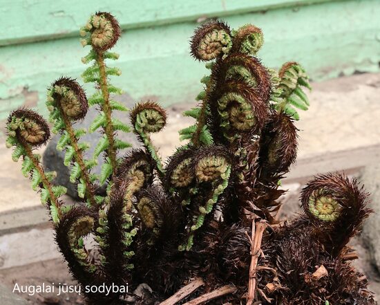Dryopteris crassirhizoma