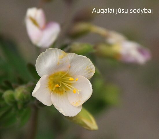 Palemonas (Palemonium carneum)