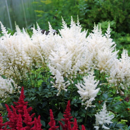 Astilbė (Astilbe) 'Diamant'