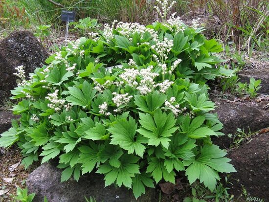 Mukdenia rossii 