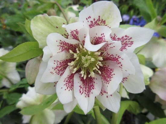 Eleboras (Helleborus) 'Double Ellen White Spotted'