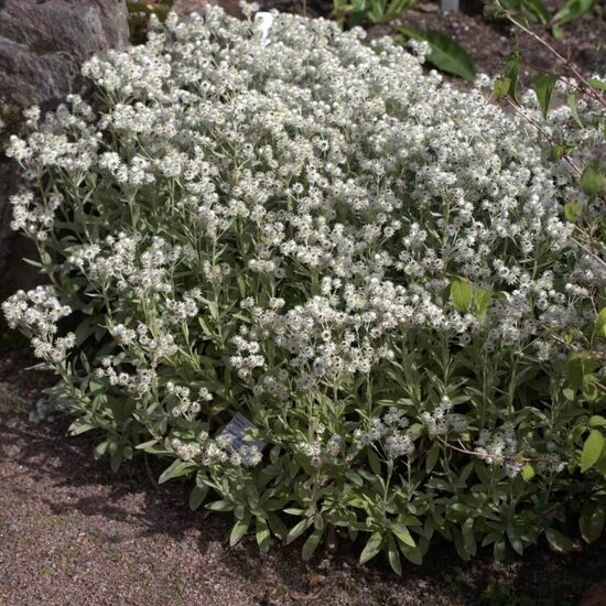 Šlamainis trigyslis (Anaphalis triplinervis) 'Silberregen'
