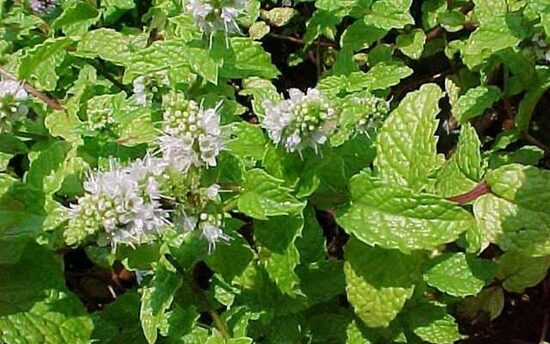 Kentukio mėta (Mentha species 'Kentucky')
