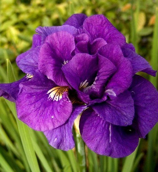 Sibirinis vilkdalgis (Iris sibirica) 'Tumble Bug'