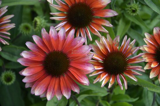 Ežiuolė rausvažiedė (Echinacea purpurea) 'Flamingo'