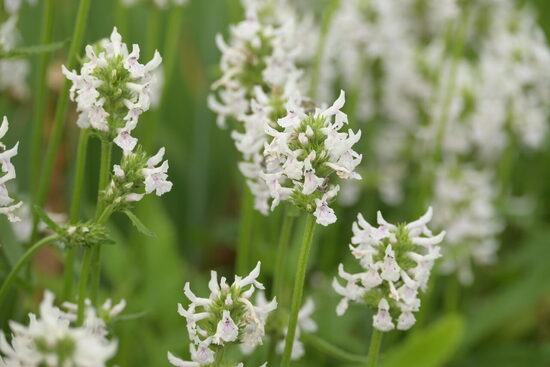 Notra (Stachys discolor)