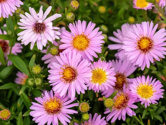 Krūminis astras (Aster dumosus) 'Anneke'