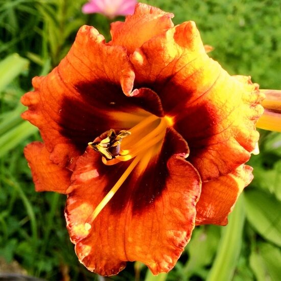 Viendienė (Hemerocallis) 'Madeline Nettles Eye'