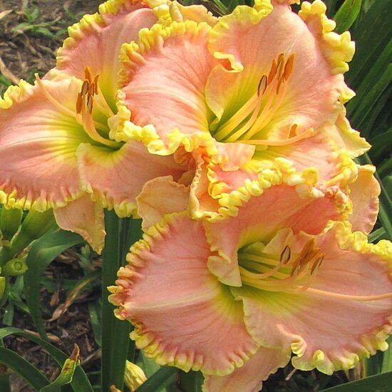 Viendienė (Hemerocallis) 'Princess Diana'