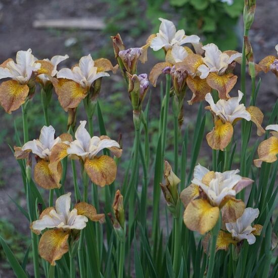 Sibirinis vilkdalgis (Iris sibirica) 'Ginger Twist'