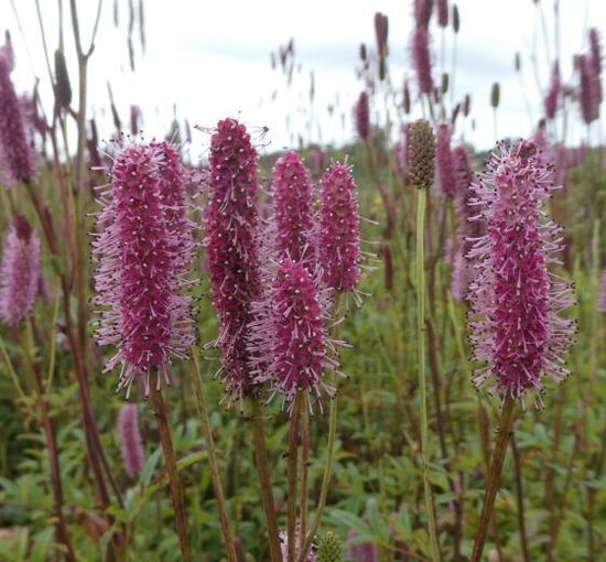 Kraujalakė (Sanguisorba) 'Blackthorn'