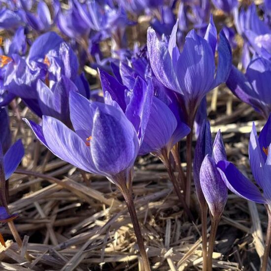 Krokas rudeninis (Crocus speciosus) 'Semedo'