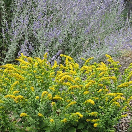 Rykštenė (Solidago sphacelata) 'Golden Fleece'