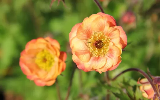 Žiognagė (Geum rivale) 'Nonna'