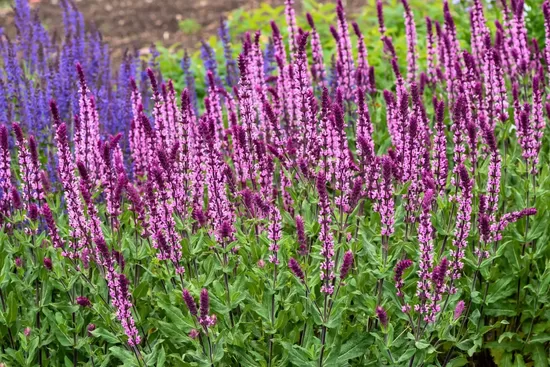 Gojinis šalavijas (Salvia nemorosa) 'Caradonna Pink'