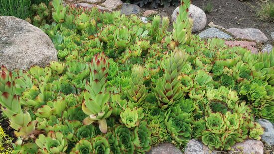 Šilropė (Sempervivum) nr.4