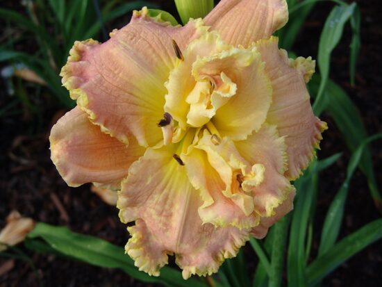Viendienė (Hemerocallis) 'Coronation Dream'
