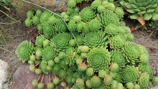 Šilropė (Sempervivum) nr.20