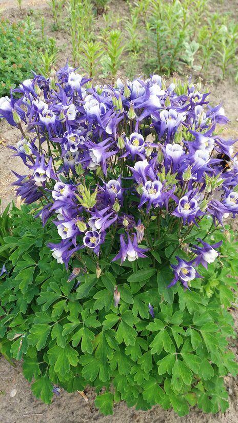 Sinavadas (Aquilegia) nr.1