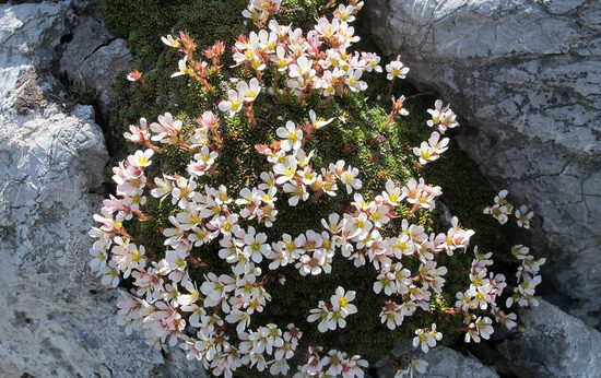 Uolaskėlė (Saxifraga marginata)