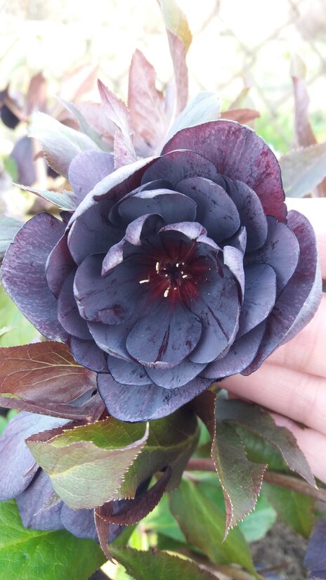 Eleboras (Helleborus oroentalis) 'Double Black'