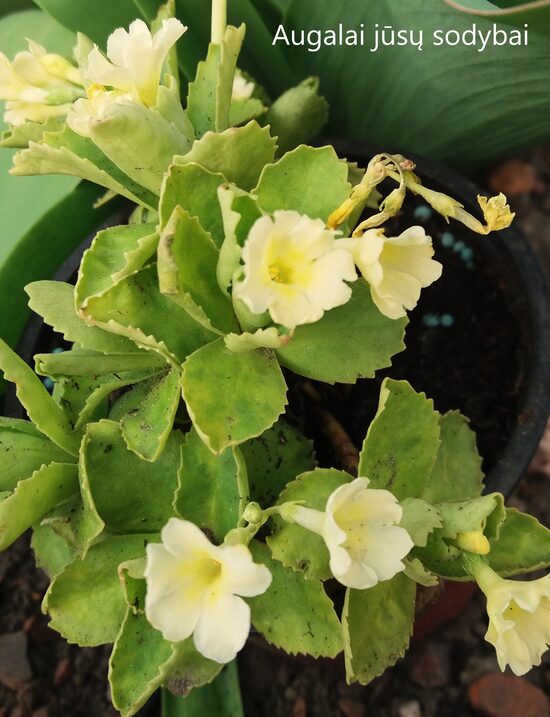 Raktažolė gauruotoji (Primula x pubescens) 'Bewerly White'