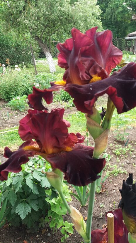 Vilkdalgis (Iris) 'Nakties Sparnai'