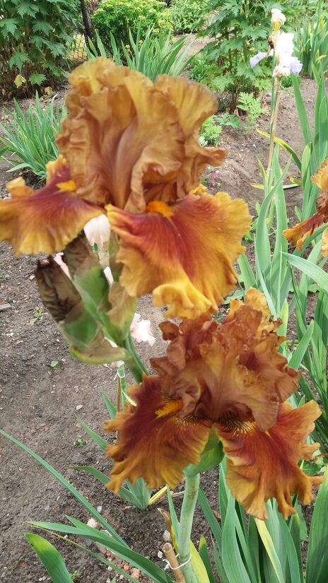 Vilkdalgis (Iris) 'Švediškių Laukai'