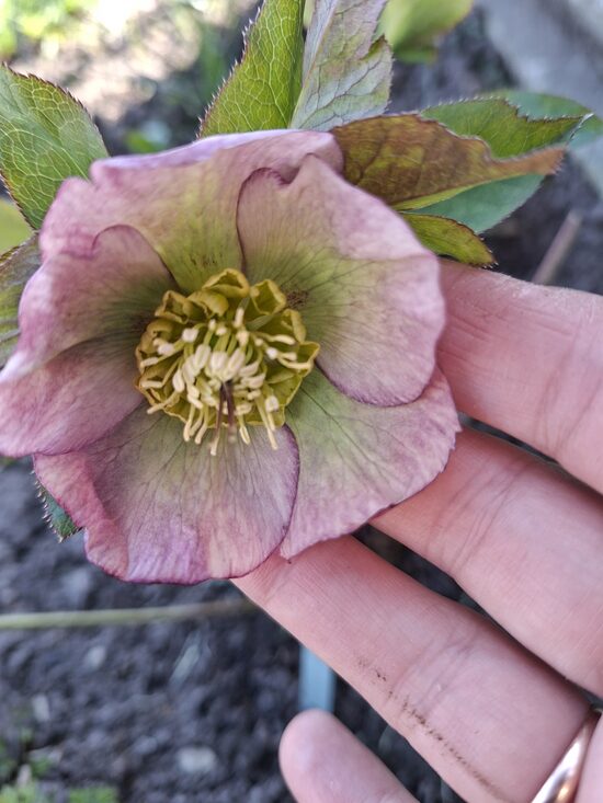 Eleboras (Helleborus) 