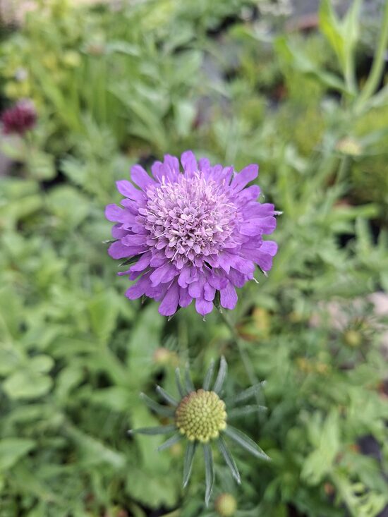 Žvaigždūnė (Scabiosa columbaria) b.p.