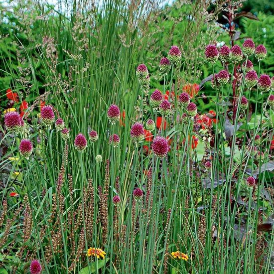 Kiaušininis česnakas (Allium sphaerocephalon)