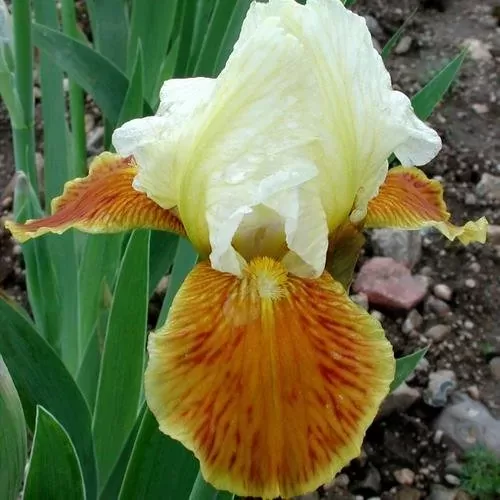 Vilkdalgis (Iris) 'Honey Glazed'