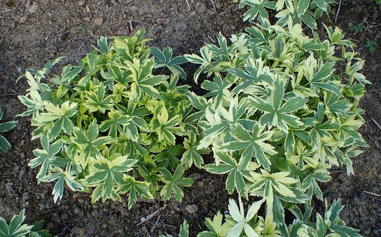 Astrancija didžioji (Astrantia major) 'Suunningdale Variegated'